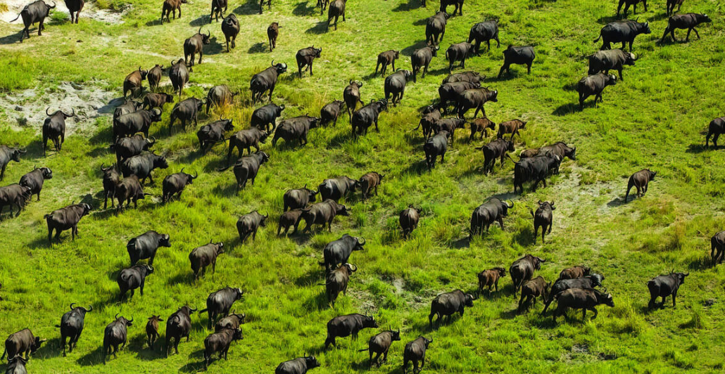 Okavango Delta, North-Western Botswana, Botswana